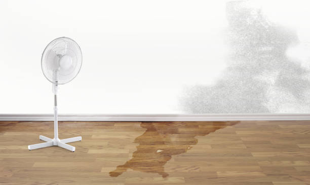 Best Water damage restoration near me  in Beaver Dam, AZ